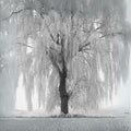 White Willow Tree - One Plant - Silver Leaf Variety - Salix alba