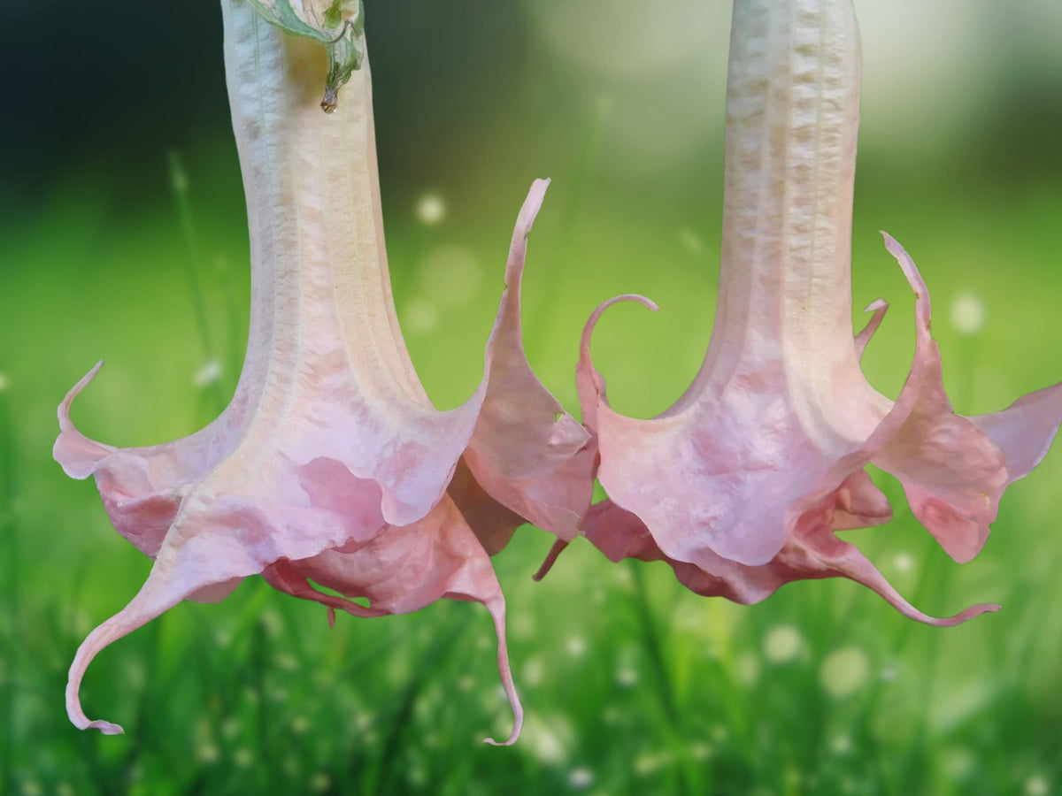10 Seeds Brugmansia Double Baby Pink Angel Trumpet Hybrid Fragrant Tropical Flower Tree Patio
