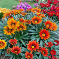 Gazania Seeds 75+ Cherry Sweetheart Fragrant Non-GMO Flower Seeds Colorful Blooms Gazania rigens