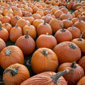 Big Max Pumpkin Seeds 10 Count Organic USA Giant Pumpkin Seeds Cucurbita maxima
