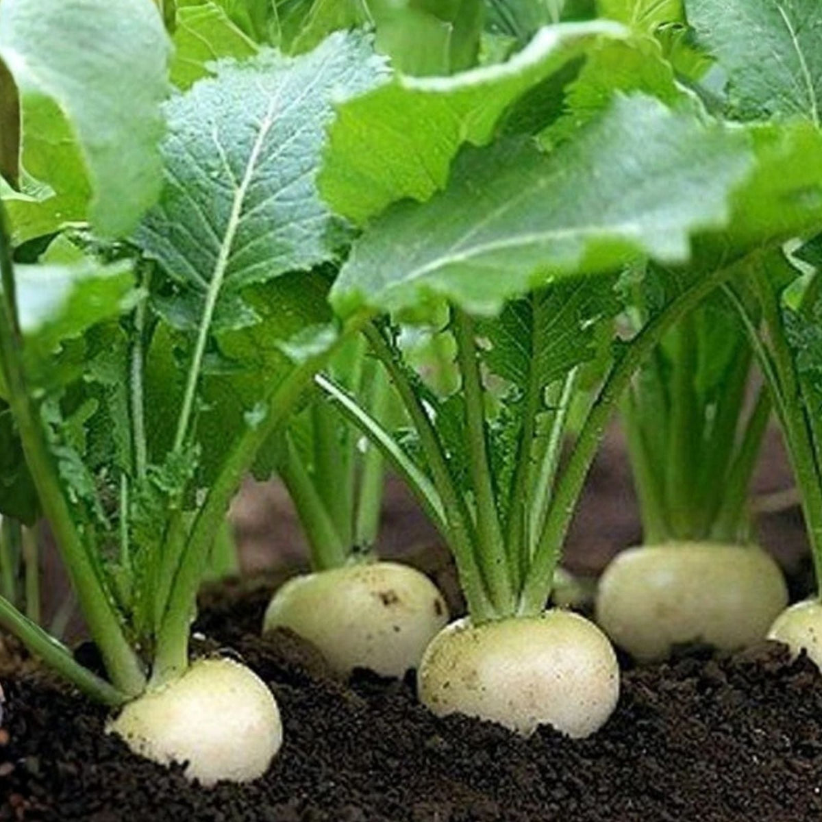 Heirloom Vegetable Seed Collection - 5 Varieties - Organic Seeds for Home Gardening - Non-GMO, Heirloom, Eco-Friendly