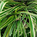 Live 8-inch Variegated Spider Plant - Chlorophytum comosum - Easy Care Houseplant for Home Decor