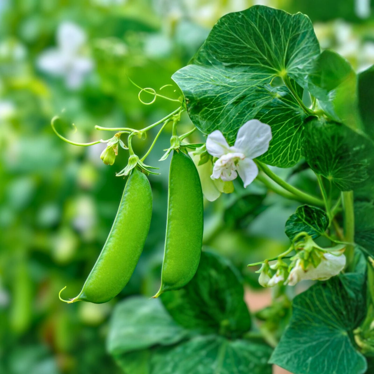 Organic Green Arrow Pea Seeds 1oz Non-GMO Heirloom Pisum sativum - 100-125 Seeds for Home Gardening and Planting