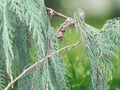 30 Seeds Kashmir Cypress Cupressus cashmeriana Evergreen Ornamental Tree