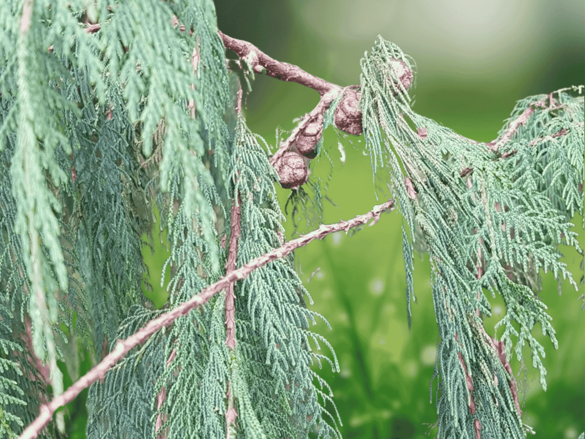 30 Seeds Kashmir Cypress Cupressus cashmeriana Evergreen Ornamental Tree