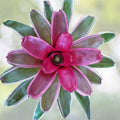 Neoregelia Mona Lisa 6" Bromeliad Plant - Tropical Indoor Houseplant with Exotic Colorful Foliage - Neoregelia spp.