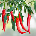 Cayenne Pepper Seeds 100+ Heirloom Non-GMO Hot Red Capsicum annuum Vegetable Seeds