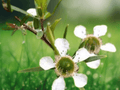 10 Seeds Leptospermum citratum Lemon Scented Tea Tree Shrub
