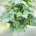 Greencrop Bush Bean Seeds | NON-GMO Heirloom Vegetable Seeds | Phaseolus vulgaris | Fresh Garden Planting Seeds