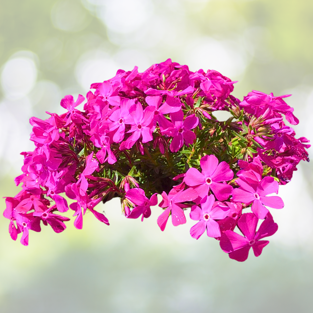 Phlox Subulata 'Pink' Starter Plant - Ground Cover Perennial Flower, Moss Phlox, Low Maintenance, Vibrant Pink Blooms