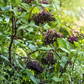 Elderberry Cuttings 5-Pack Unrooted Sambucus Nigra Plant Propagation Material for Gardening