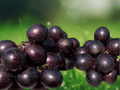 10 Plant Plugs Alachua Muscadine Grape Vitis rotundifolia Starter Plants