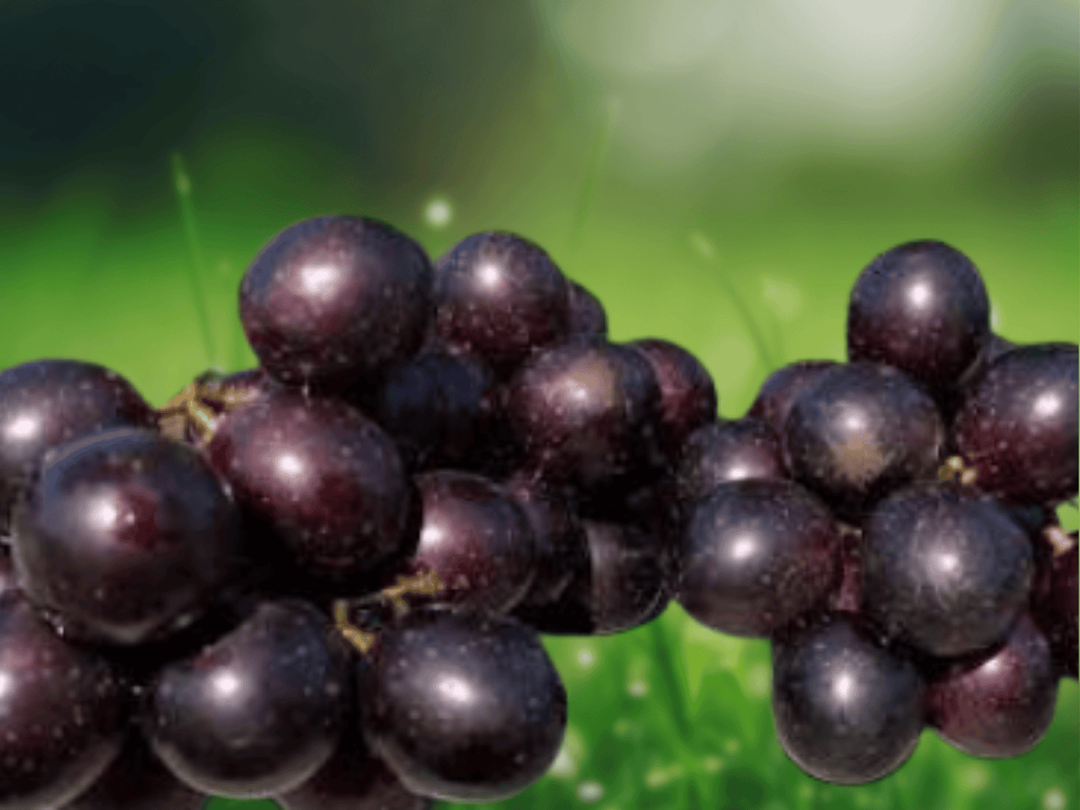 10 Plant Plugs Alachua Muscadine Grape Vitis rotundifolia Starter Plants