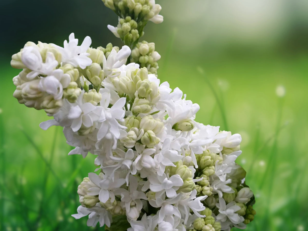 25 Seeds Beauty of Moscow Lilac Syringa Vulgaris Fragrant Purple Blooms Cold Hardy
