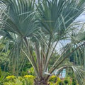 Canary Island Date Palm Tree 52+ Inches, Phoenix Canariensis, Tropical Indoor Outdoor Plant, 10+ Years Mature