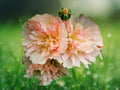 25 Seeds Spring Apricot Hollyhock Perennial Flower Soft Peach Blooms Hardy Tall Cottage Garden Border Ornamental
