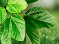 5 Seeds Ficus auriculata Elephant Ear Fig Tree Ornamental Large Leaf