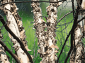 25 Seeds Betula nigra River Birch Native Deciduous Tree Shade