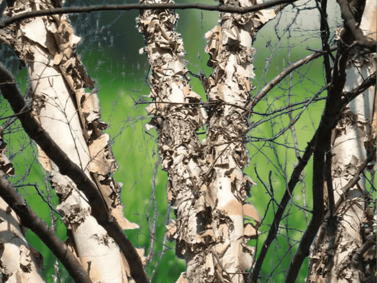 25 Seeds Betula nigra River Birch Native Deciduous Tree Shade