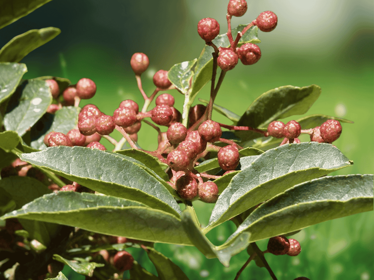 5 Seeds Japanese Pepper Tree Zanthoxylum piperitum Spice Tree Ornamental