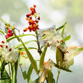 Tropical Milkweed Seeds 10 Pack - Asclepias curassavica - Mexican Butterfly Weed - Attracts Butterflies, Easy to Grow