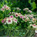 Phlox Seeds 125 Count Cherry Caramel Annual Flower Phlox paniculata Garden Bloom Seeds
