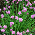 Chive Seeds 100 Count – Heirloom Allium schoenoprasum Herb for Easy Growing and Flavorful Cooking