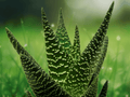 1 Live Plant Gasteraloe Okavango Succulent 4 Inch Pot