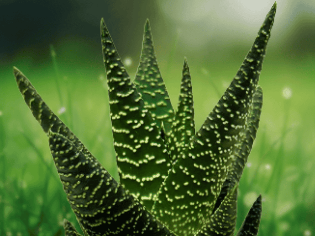 1 Live Plant Gasteraloe Okavango Succulent 4 Inch Pot