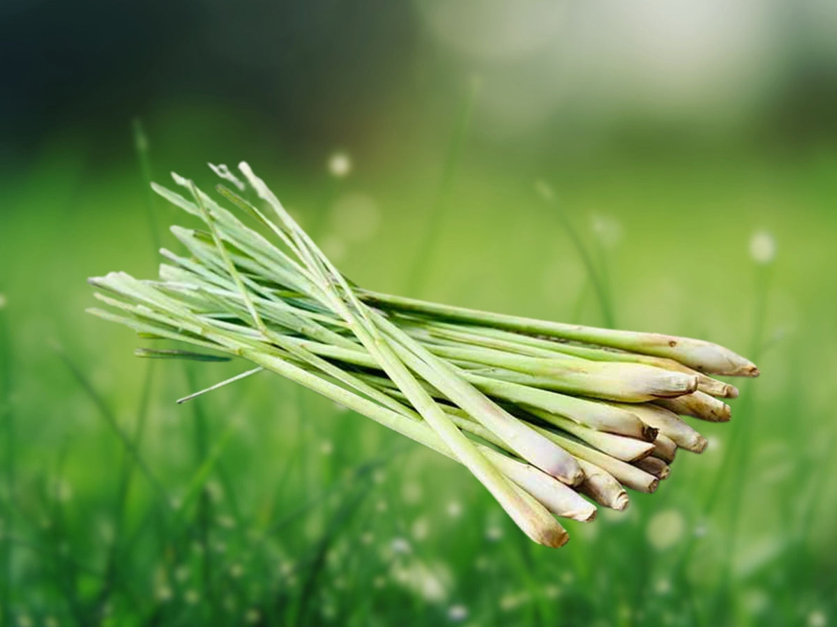 5 Starter Plugs Lemongrass Live Plant Cymbopogon Sereh Easy Grow Culinary Herb Tropical Garden Patio Container