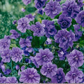 Geranium Seeds 100+ Creamsicle Burst Fragrant Fresh Flower Non-GMO Pelargonium hortorum