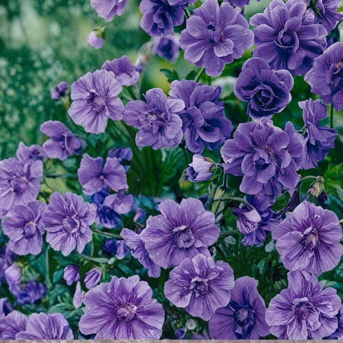 Geranium Seeds 100+ Creamsicle Burst Fragrant Fresh Flower Non-GMO Pelargonium hortorum