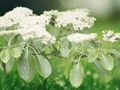 5 Seeds Cornus controversa Pagoda Dogwood Ornamental Tree