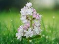 25 Seeds Light Pink Lilac Syringa Vulgaris Fragrant Cold Hardy Perennial Shrub Cottage Garden