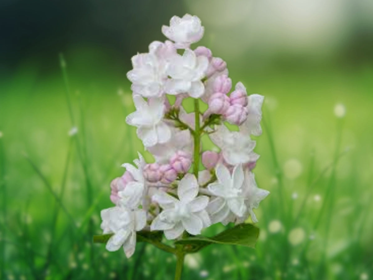 25 Seeds Light Pink Lilac Syringa Vulgaris Fragrant Cold Hardy Perennial Shrub Cottage Garden