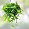 Creeping Charlie Live Vine Plant 10 Roots Evergreen Fast-Growing Indoor Hanging Greenery Glechoma hederacea