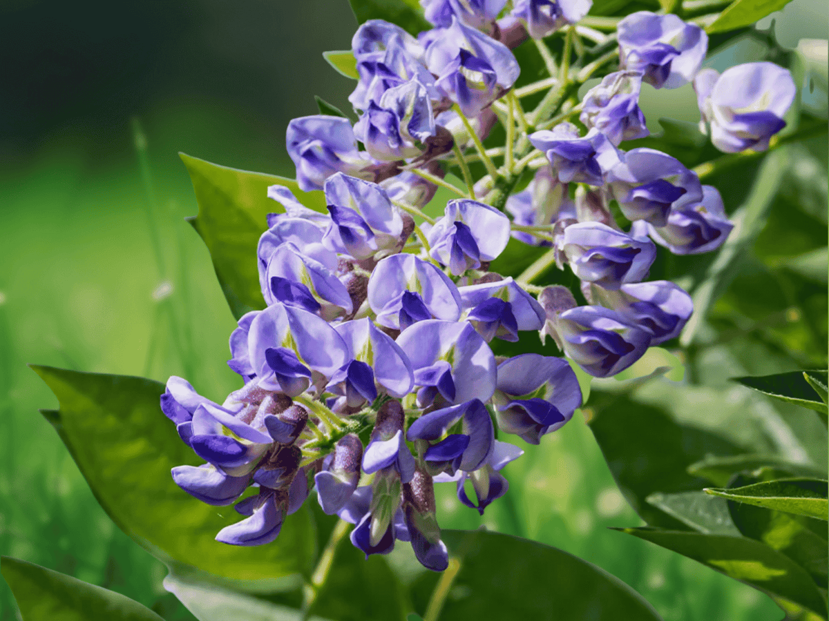 1 Live Plant Blue Moon Wisteria Seedling 1 Year Old 5 Inch Tall Purple Flower Vine