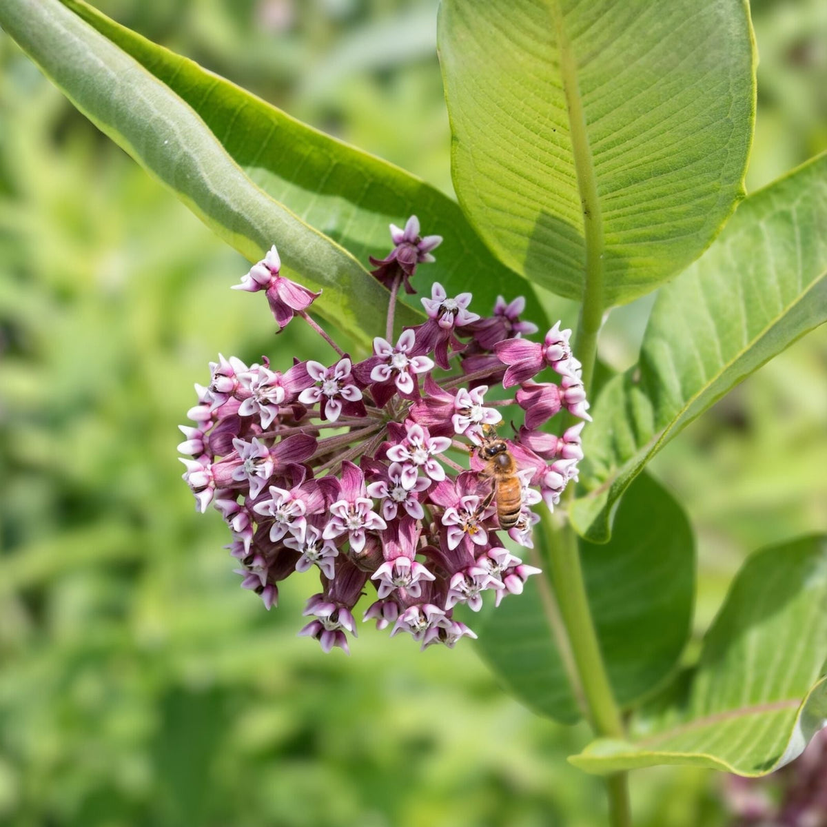 Common Milkweed Seeds for Planting, 100 Seeds, Asclepias syriaca, Native Pollinator Garden Plant, Monarch Butterfly Attractant