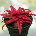 Cryptanthus Ruby Plant 4" Pot - Burgundy-Red Variegated Foliage - Cryptanthus spp. - Perfect for Shade & Small Containers