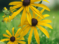 50 Seeds Rudbeckia Goldsturm Black-Eyed Susan Perennial Flower