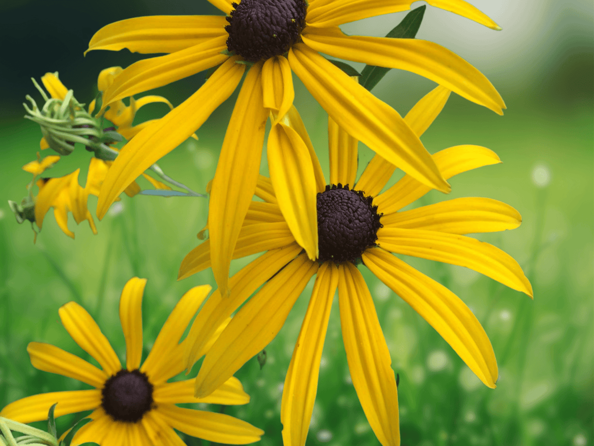 50 Seeds Rudbeckia Goldsturm Black-Eyed Susan Perennial Flower