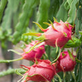 Red Dragon Fruit Cuttings 9-14" American Red Hylocereus undatus | Fresh Fruit Plant Clippings