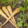 All American Parsnip Seeds 100 Count - Rare Garden Vegetable Pastinaca sativa, Organic, Non-GMO, Heirloom, Vegetable Seeds