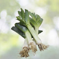 Carantan Leek Seeds | NON-GMO Heirloom Variety | Fresh Garden Seeds | Allium porrum
