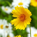Coreopsis Seeds 50 Lanceleaf Flower Seeds Golden Yellow Blooms Coreopsis lanceolata Perennial Flower Seed