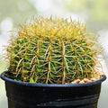 Golden Barrel Cactus 6" & 8" Pots Echinocactus grusonii Drought-Tolerant Outdoor Plant Yellow Flowers