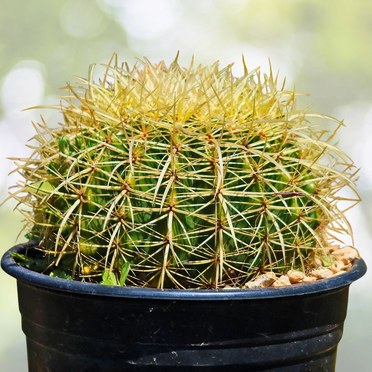 Golden Barrel Cactus 6" & 8" Pots Echinocactus grusonii Drought-Tolerant Outdoor Plant Yellow Flowers