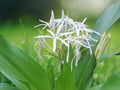 2 Live Plants Crinum asiaticum Giant White Spider Lily Bare Root ~13 Inch Tropical Flowering Perennial