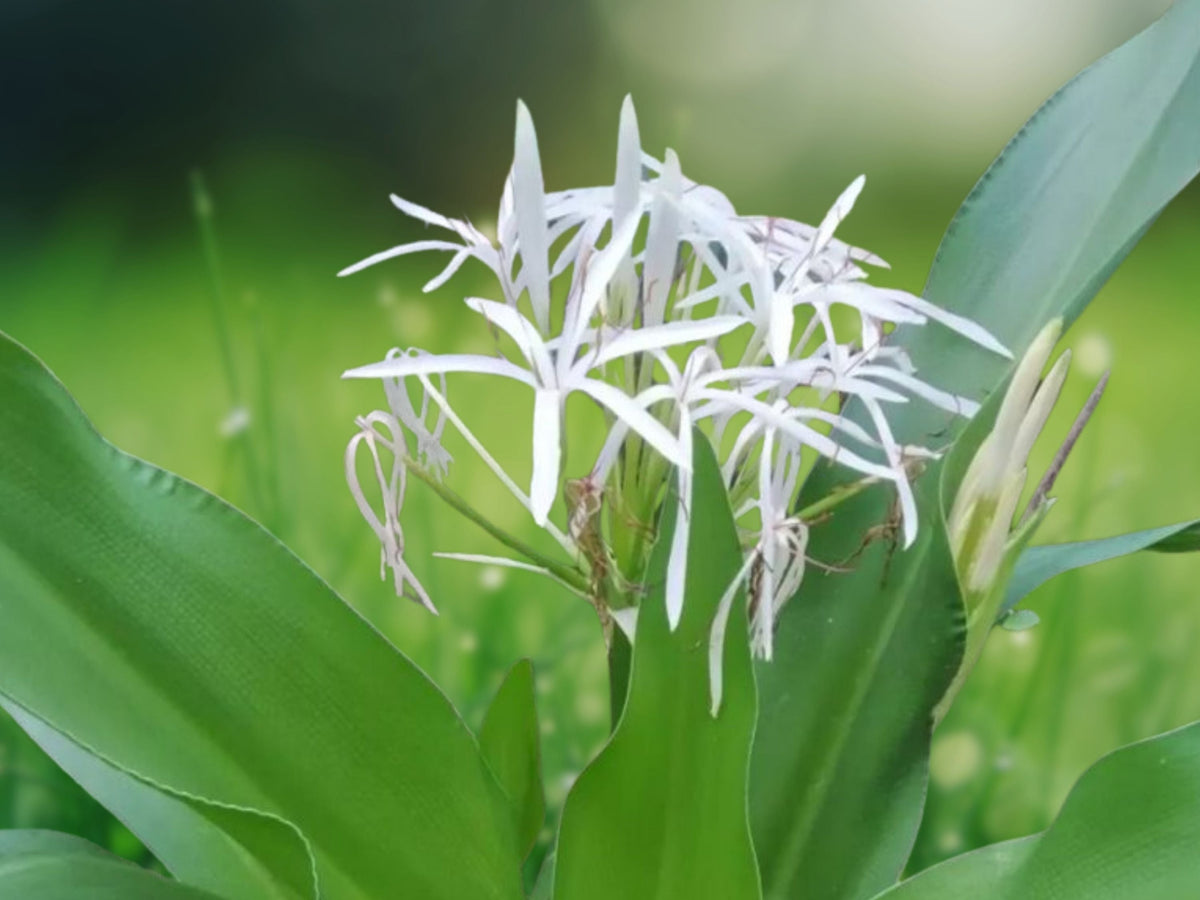 2 Live Plants Crinum asiaticum Giant White Spider Lily Bare Root ~13 Inch Tropical Flowering Perennial