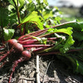 Detroit Dark Red Beet Seeds - Heirloom Non-GMO Sweet Flavor - 25+ Seeds Beta vulgaris Vegetable Seeds